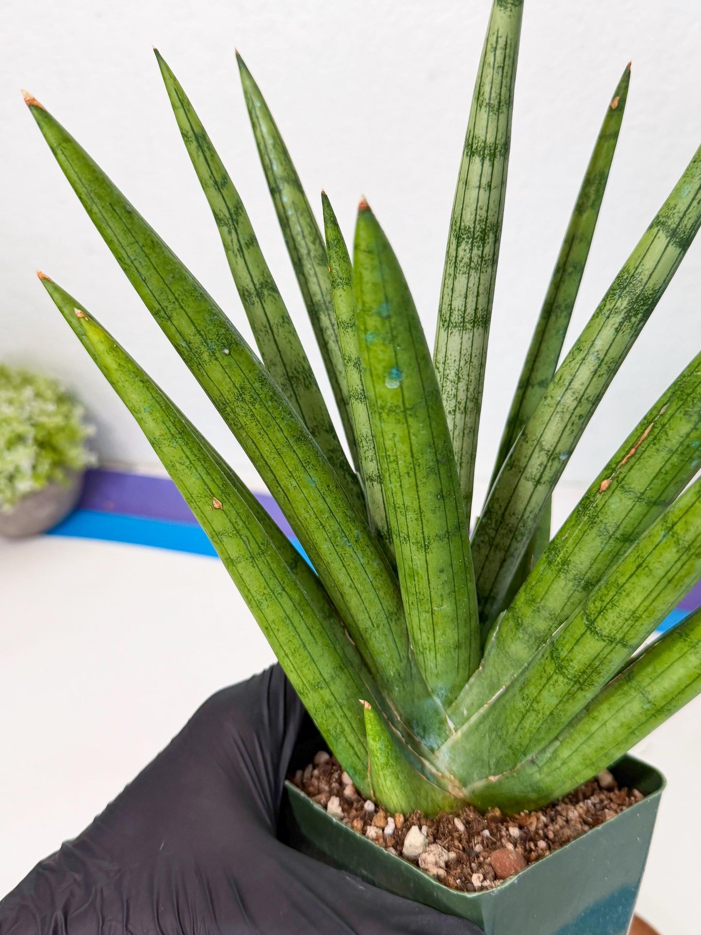 Sansevieria Silver Crown (XL1) (p) | Hybrid