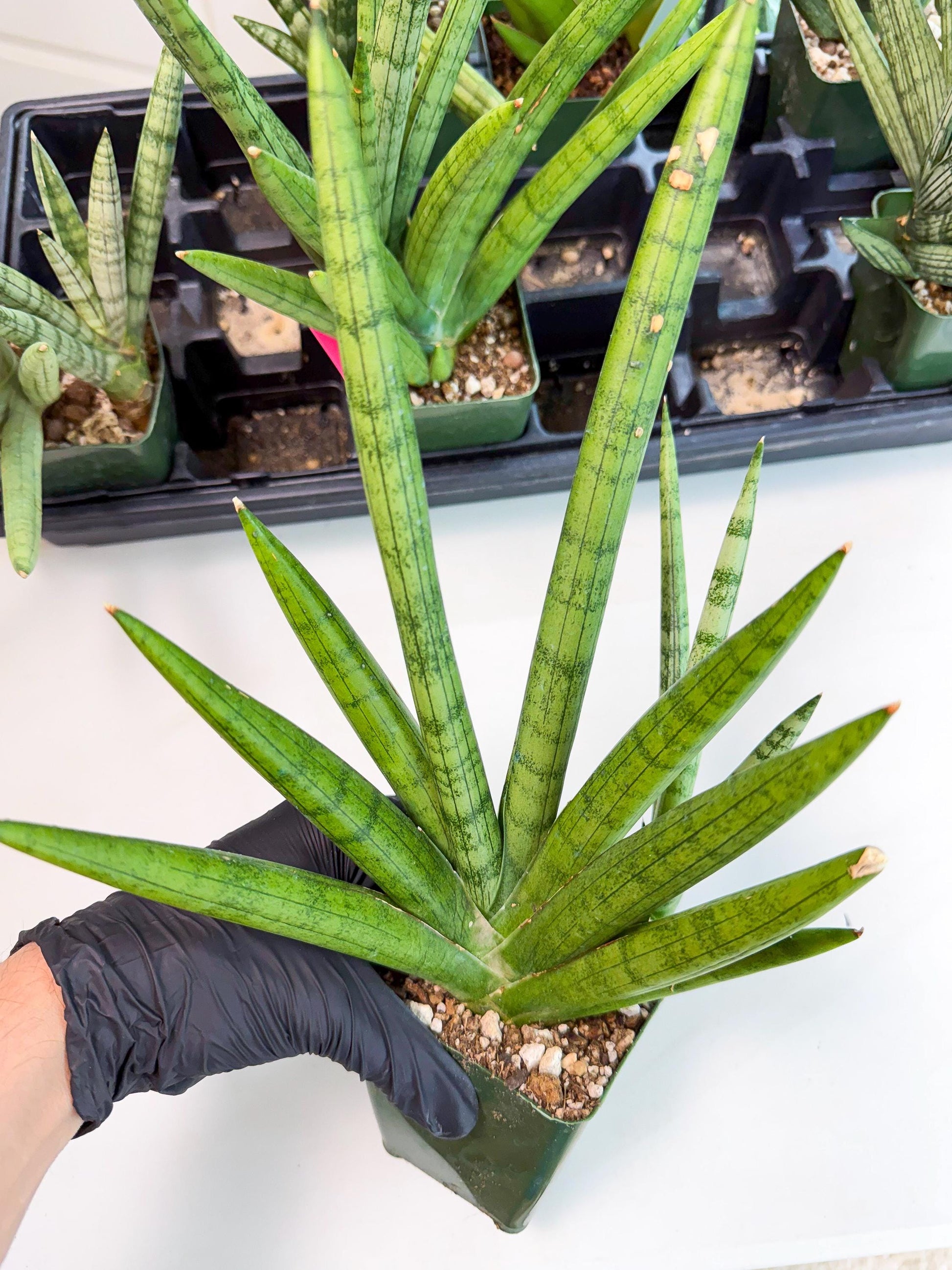 Sansevieria Silver Crown (XL1) (g) | Rare Snakeplant