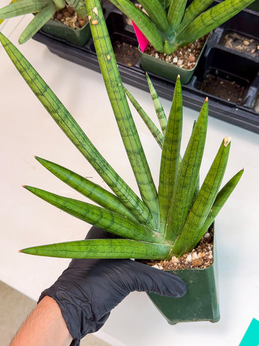 Sansevieria Silver Crown (g) | Rare Imported Snake Plant