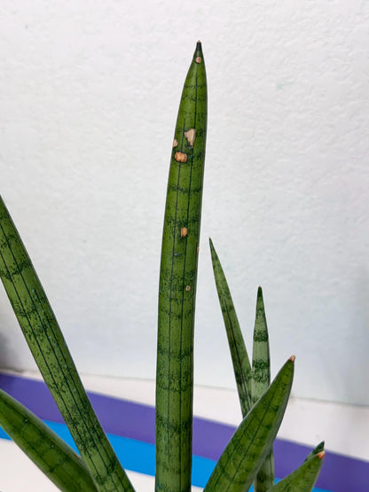 Sansevieria Silver Crown (XL1) (g) | Rare Snakeplant