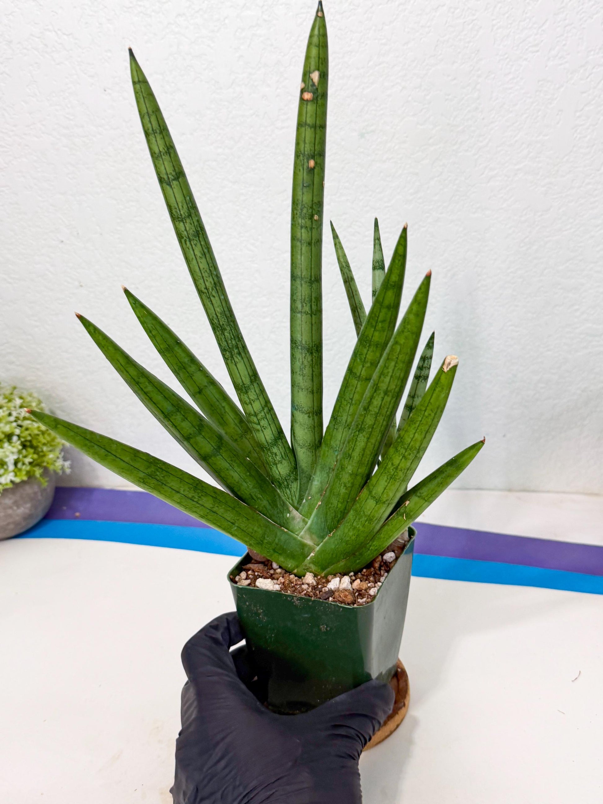 Sansevieria Silver Crown (XL1) (g) | Rare Snakeplant