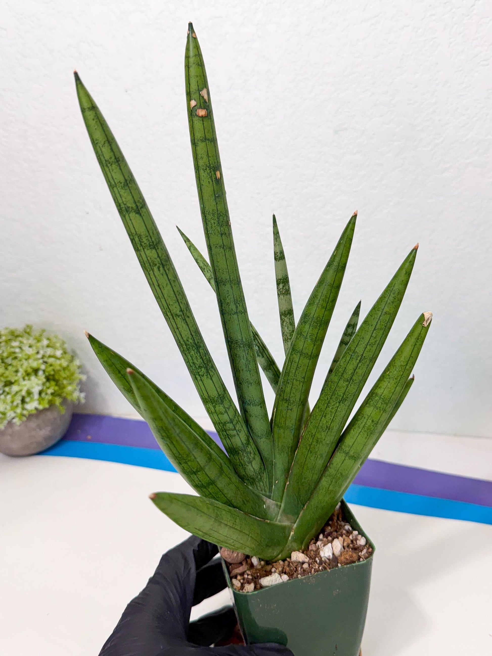 Sansevieria Silver Crown (XL1) (g) | Rare Snakeplant