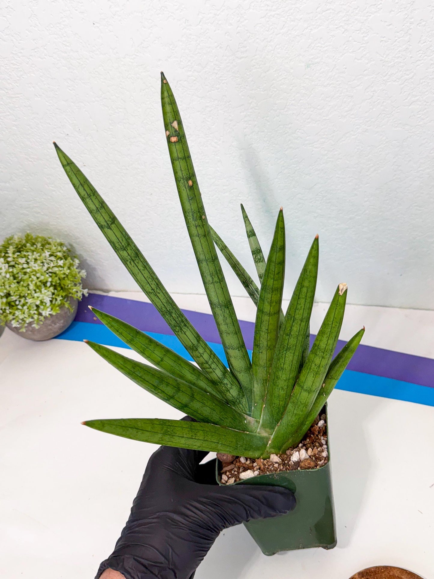Sansevieria Silver Crown (XL1) (g) | Rare Snakeplant