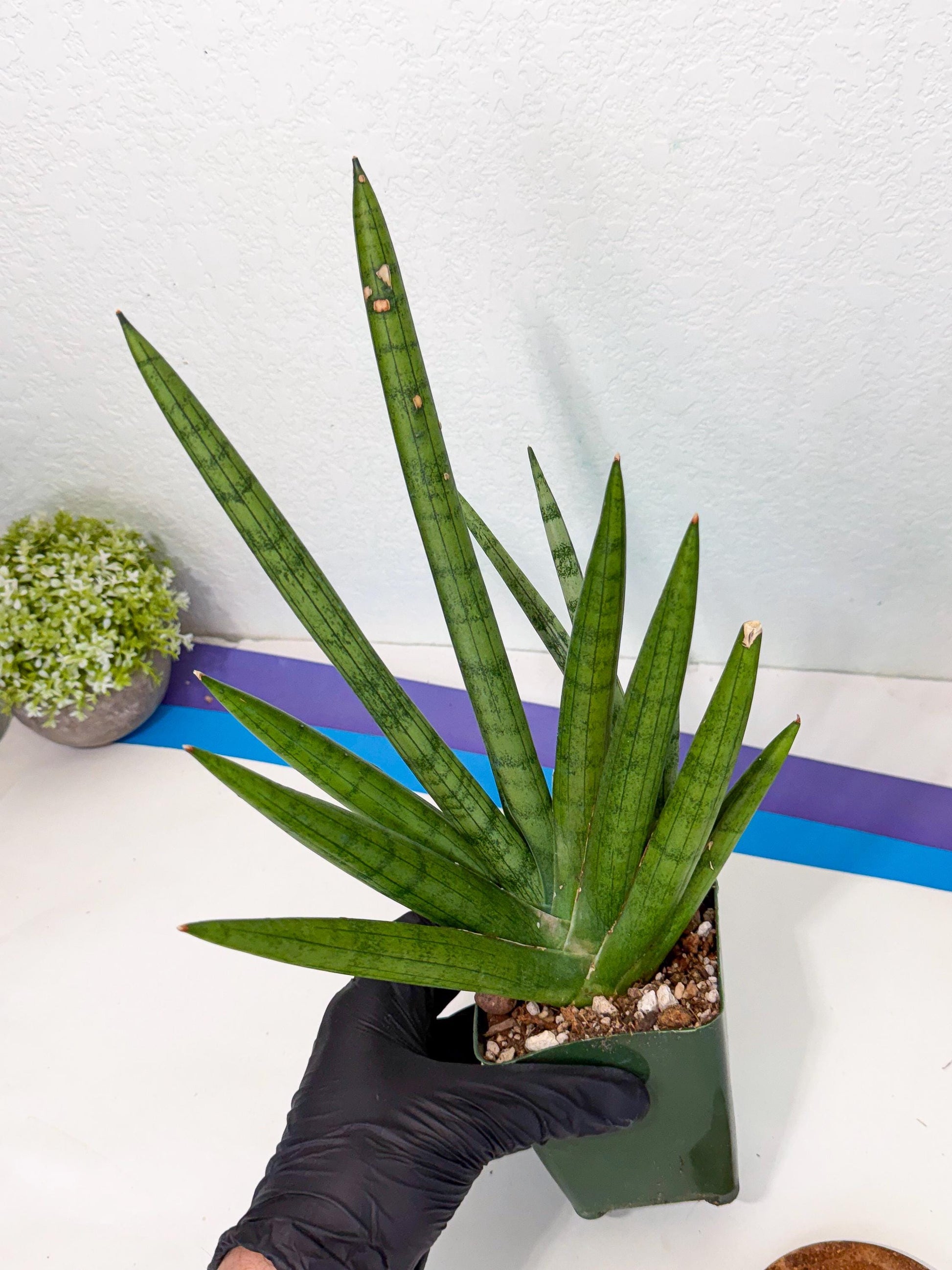 Sansevieria Silver Crown (XL1) (g) | Rare Snakeplant