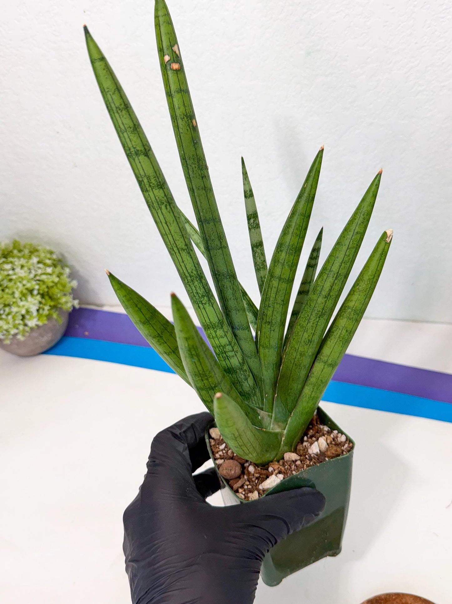 Sansevieria Silver Crown (XL1) (g) | Rare Snakeplant