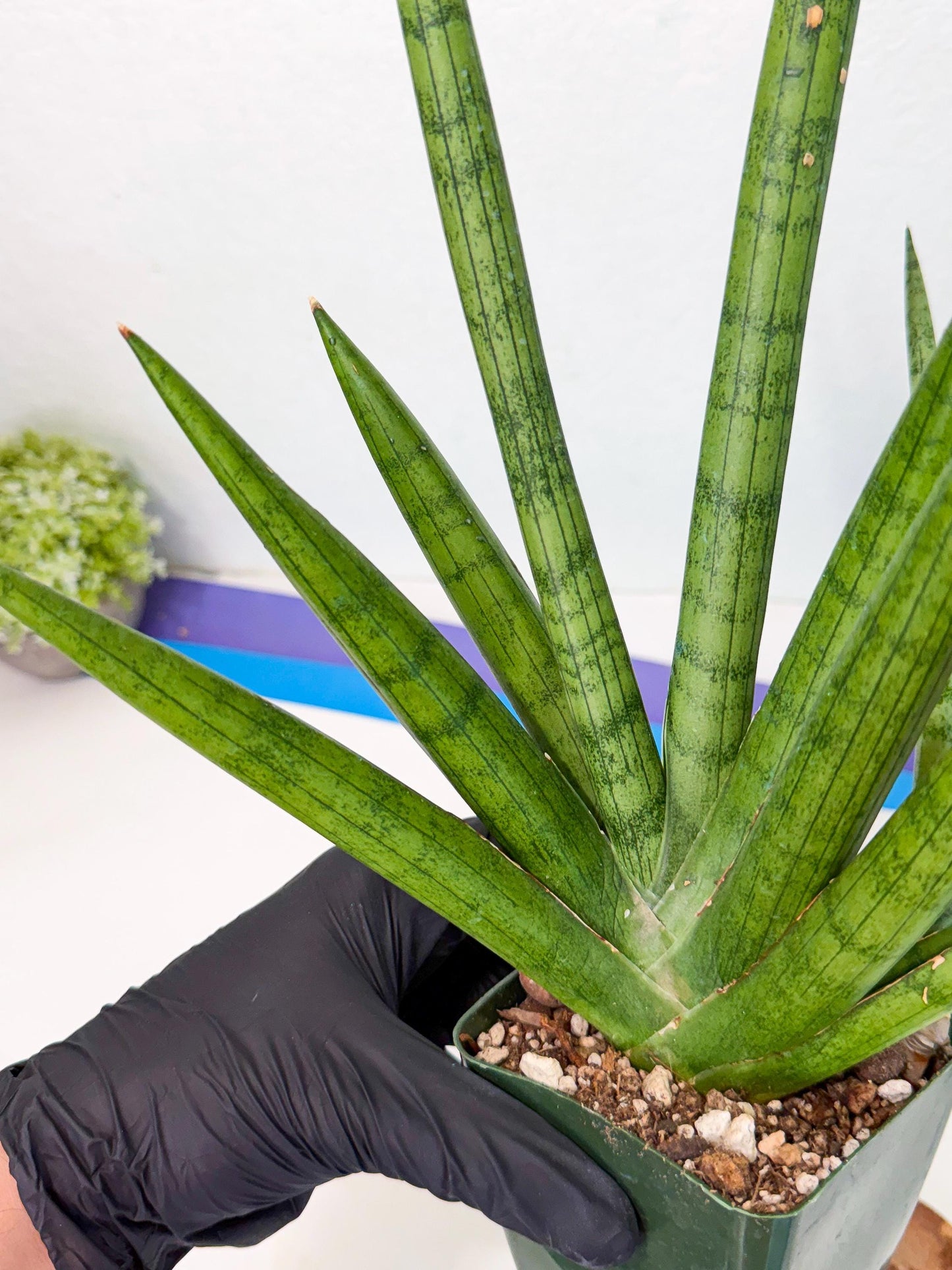 Sansevieria Silver Crown (XL1) (g) | Rare Snakeplant