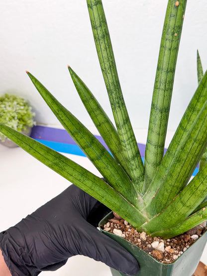 Sansevieria Silver Crown (XL1) (g) | Rare Snakeplant