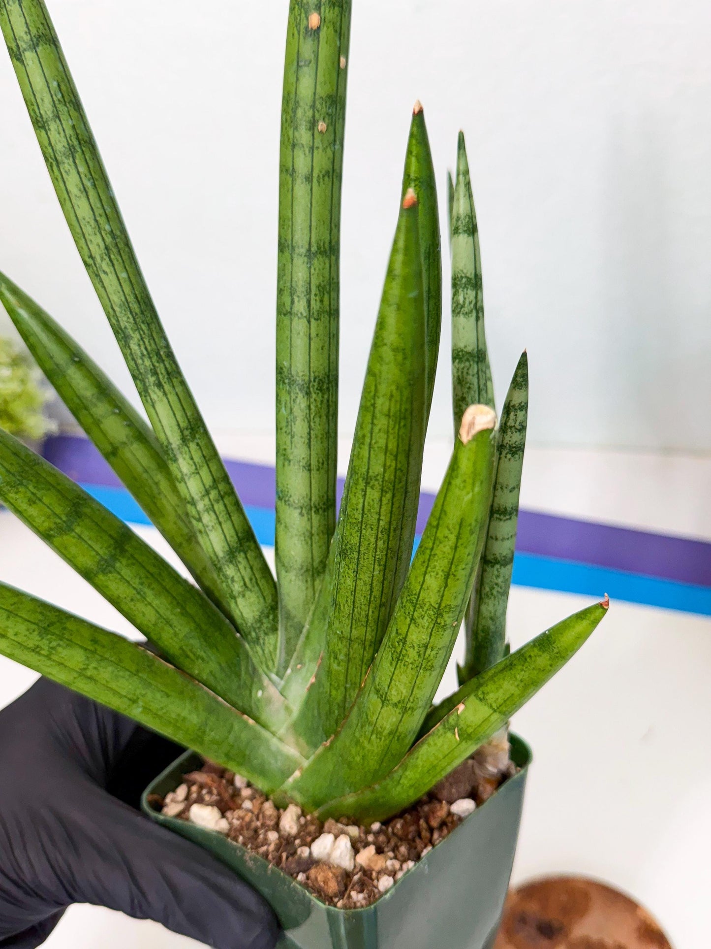 Sansevieria Silver Crown (XL1) (g) | Rare Snakeplant