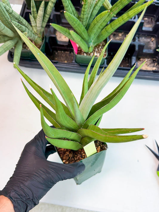 Sansevieria Baibid (Y) | Imported Sansevieria