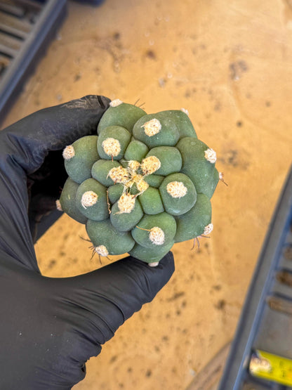 Gymnocalycium saglionis inermis (b) | Rare Import