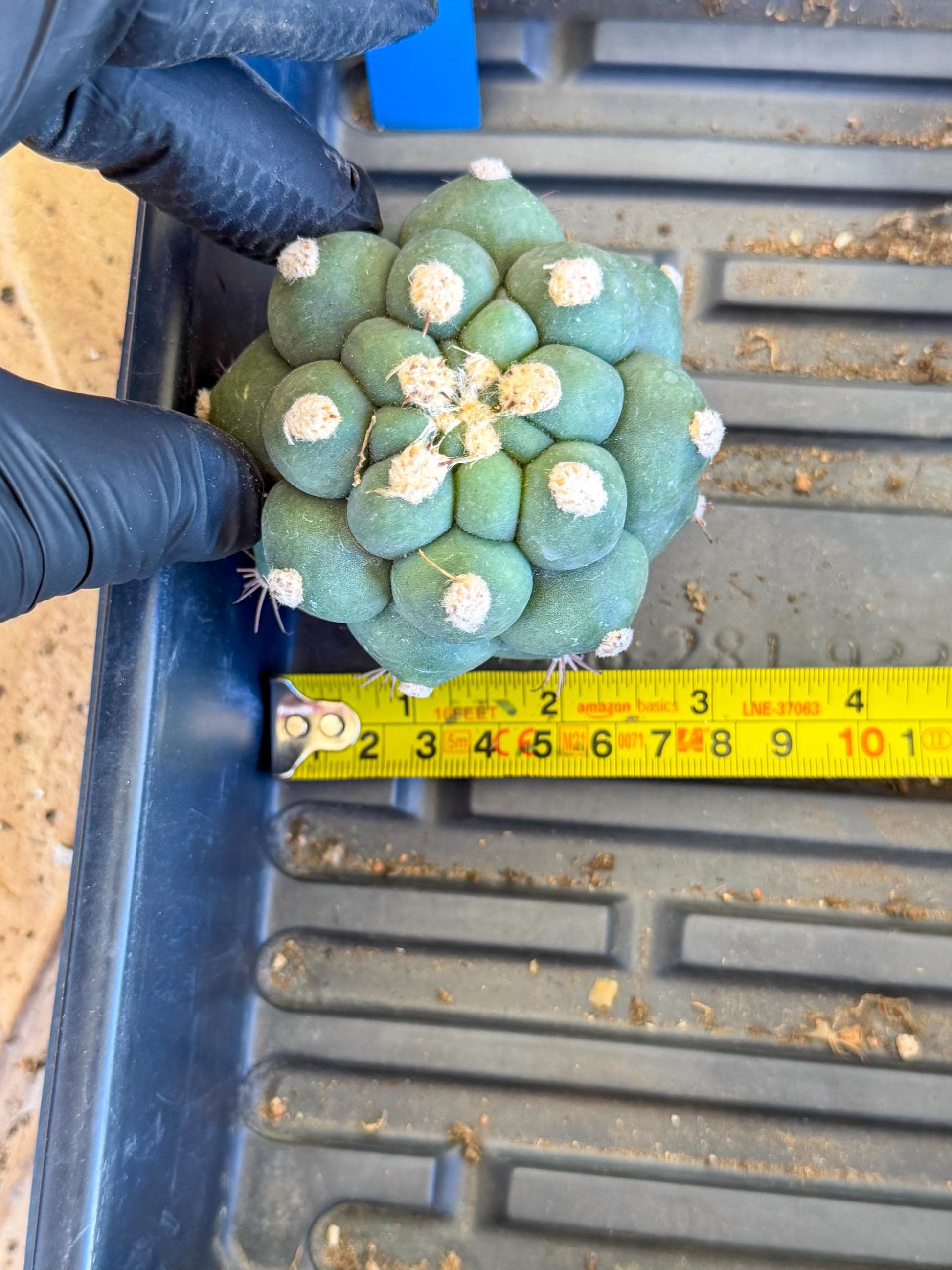 Gymnocalycium saglionis inermis (b) | Rare Import