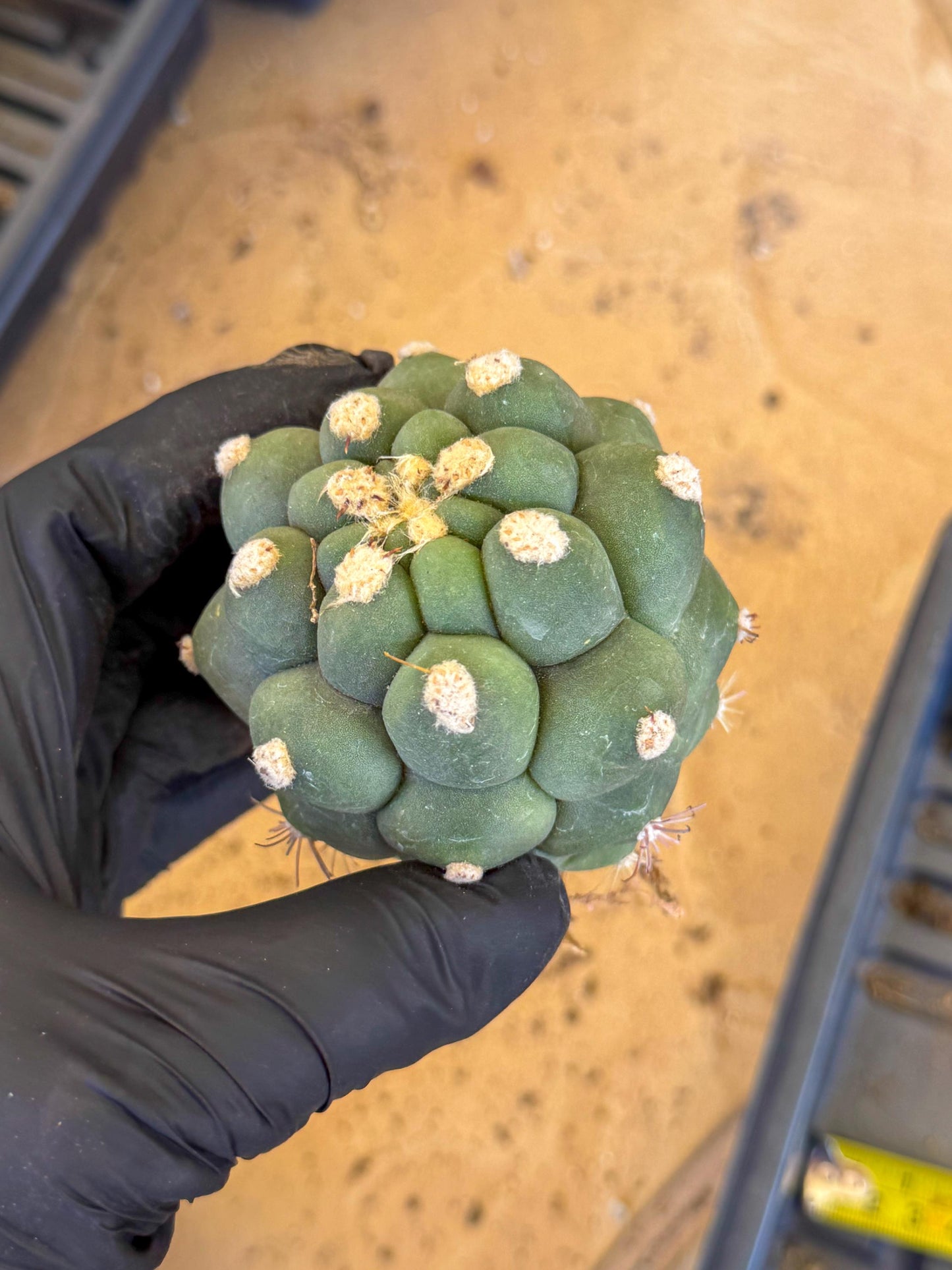 Gymnocalycium saglionis inermis (b) | Rare Import