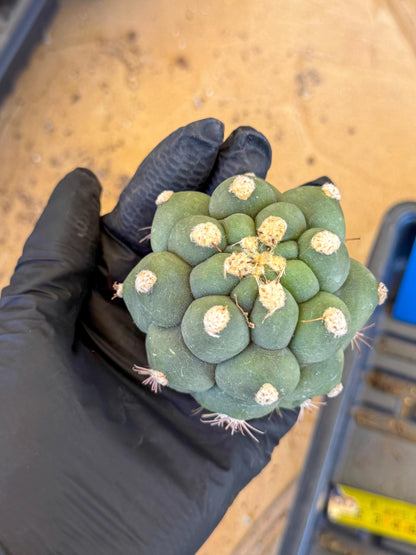Gymnocalycium saglionis inermis (b) | Rare Import