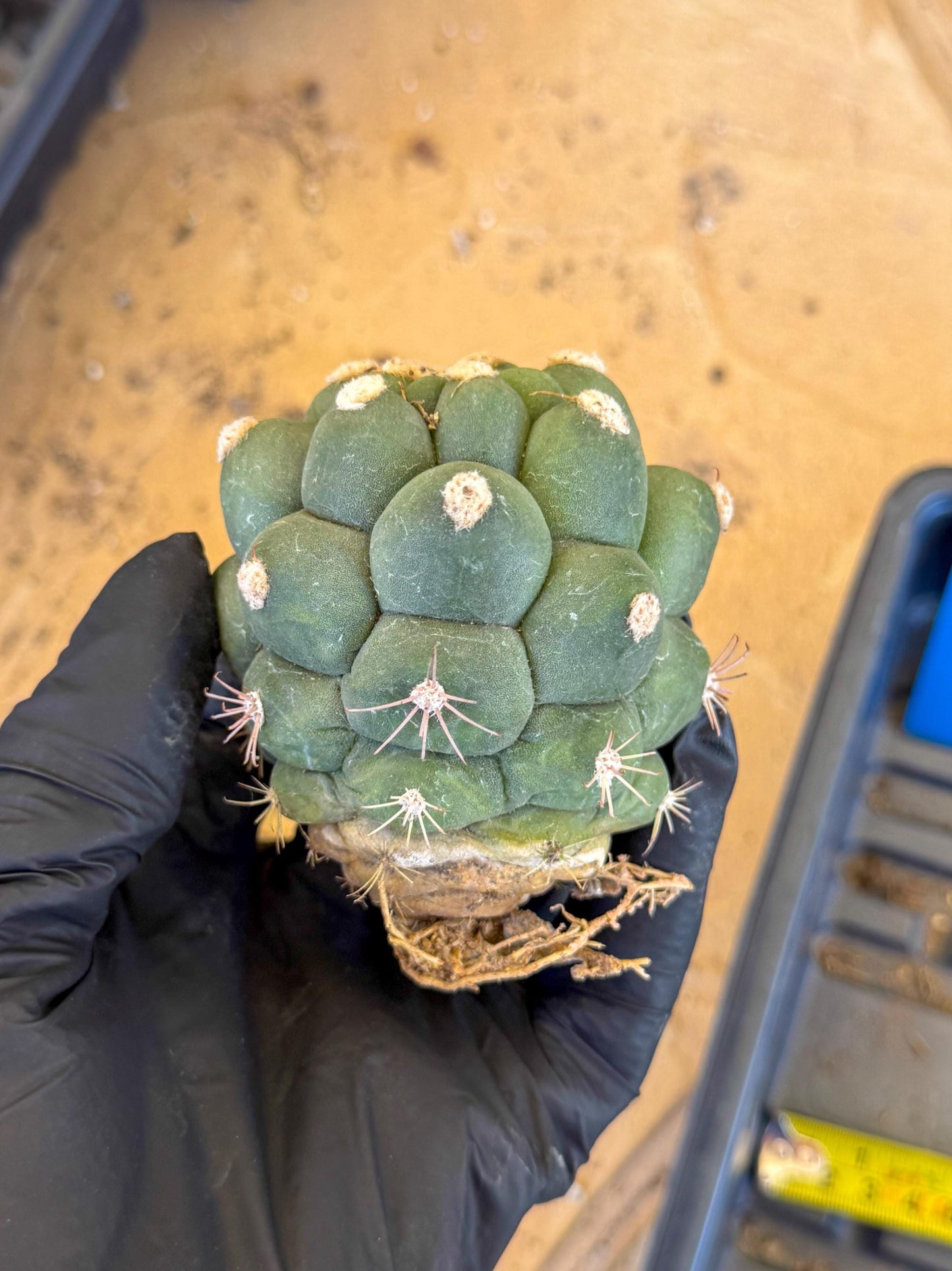 Gymnocalycium saglionis inermis (b) | Rare Import