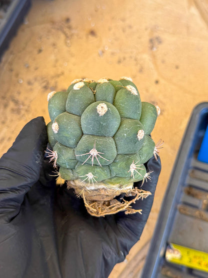Gymnocalycium saglionis inermis (b) | Rare Import