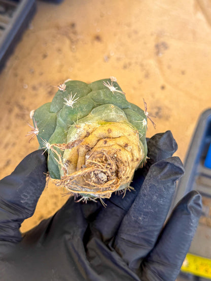 Gymnocalycium saglionis inermis (b) | Rare Import