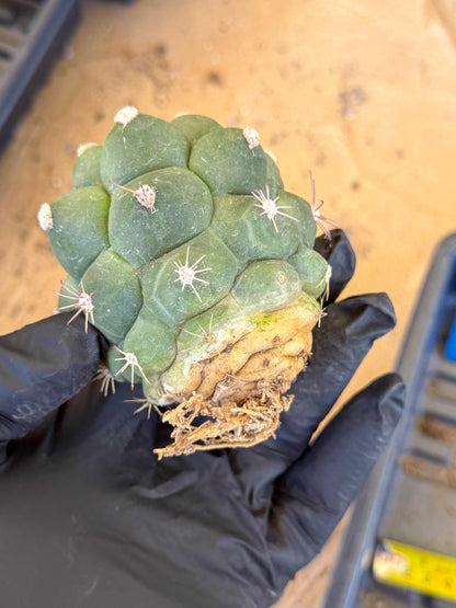 Gymnocalycium saglionis inermis (b) | Rare Import