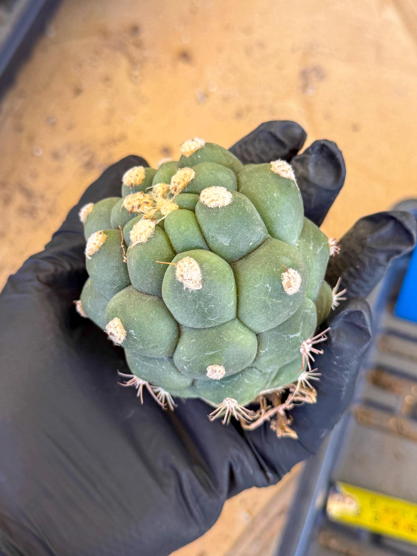 Gymnocalycium saglionis inermis (b) | Rare Import