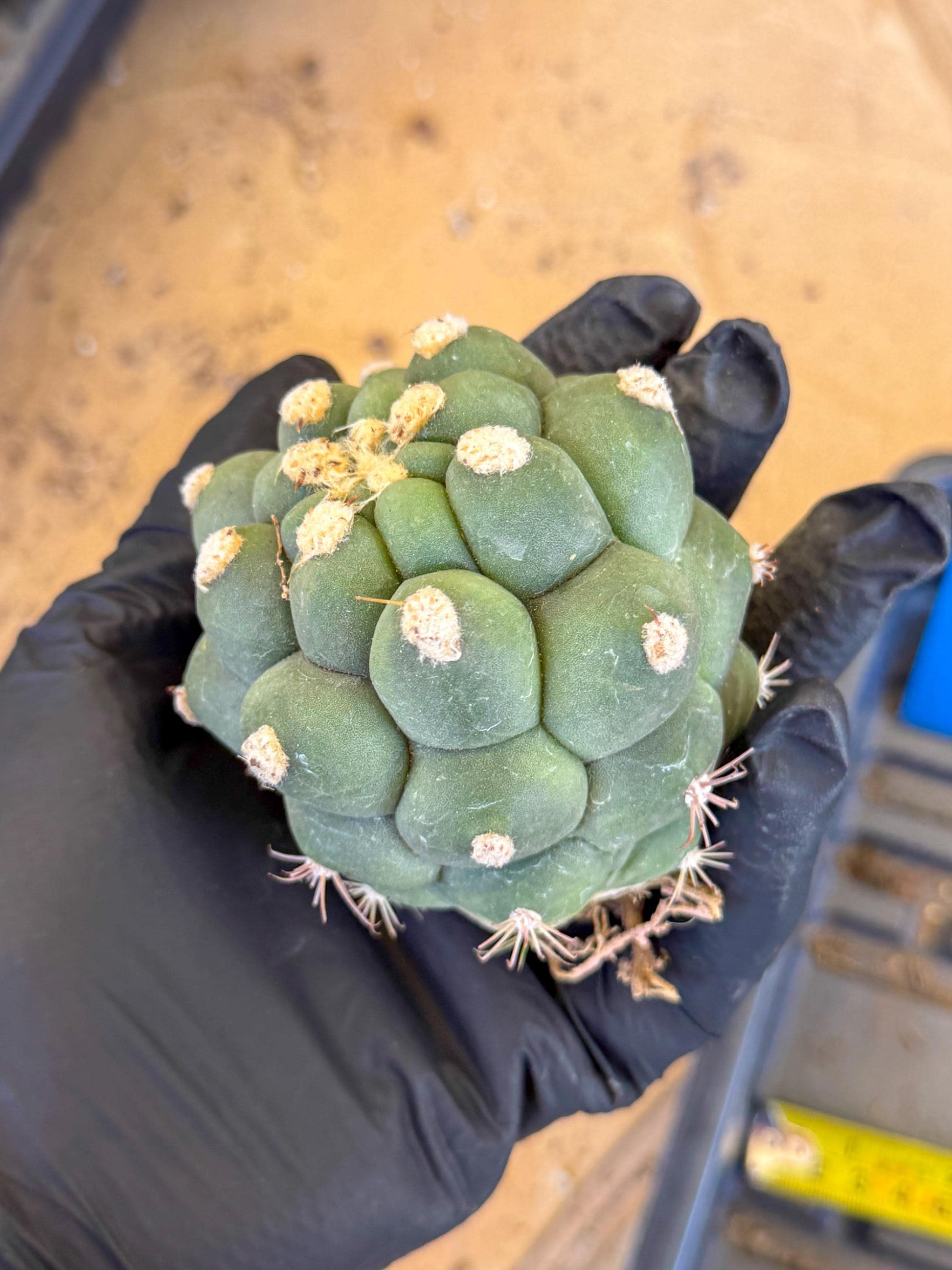 Gymnocalycium saglionis inermis (b) | Rare Import