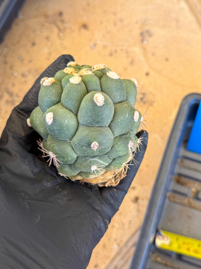 Gymnocalycium saglionis inermis (b) | Rare Import