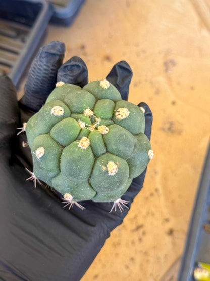 Gymnocalycium saglionis inermis (g) | Rare Import