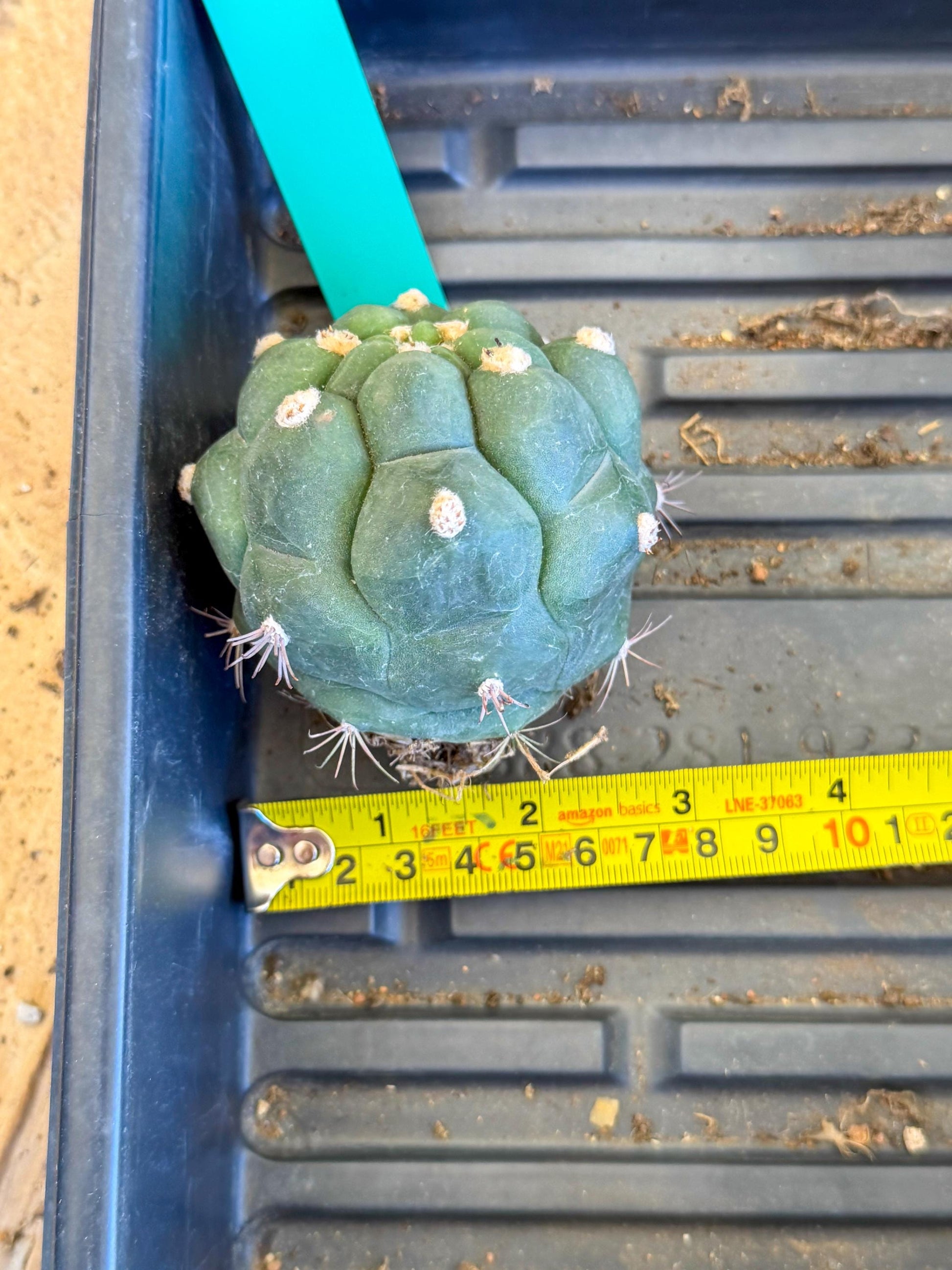 Gymnocalycium saglionis inermis (g) | Rare Import