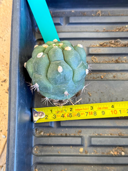 Gymnocalycium saglionis inermis (g) | Rare Import