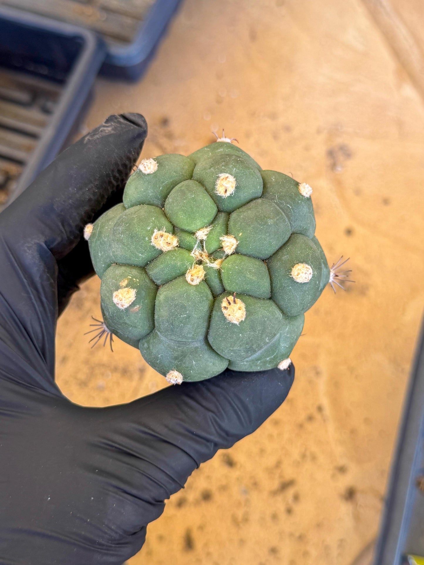 Gymnocalycium saglionis inermis (g) | Rare Import