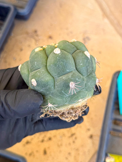 Gymnocalycium saglionis inermis (g) | Rare Import