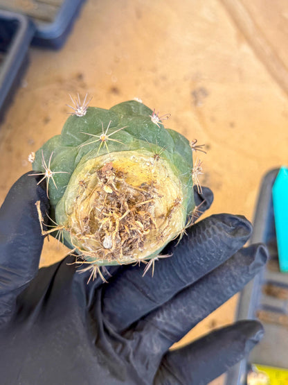 Gymnocalycium saglionis inermis (g) | Rare Import