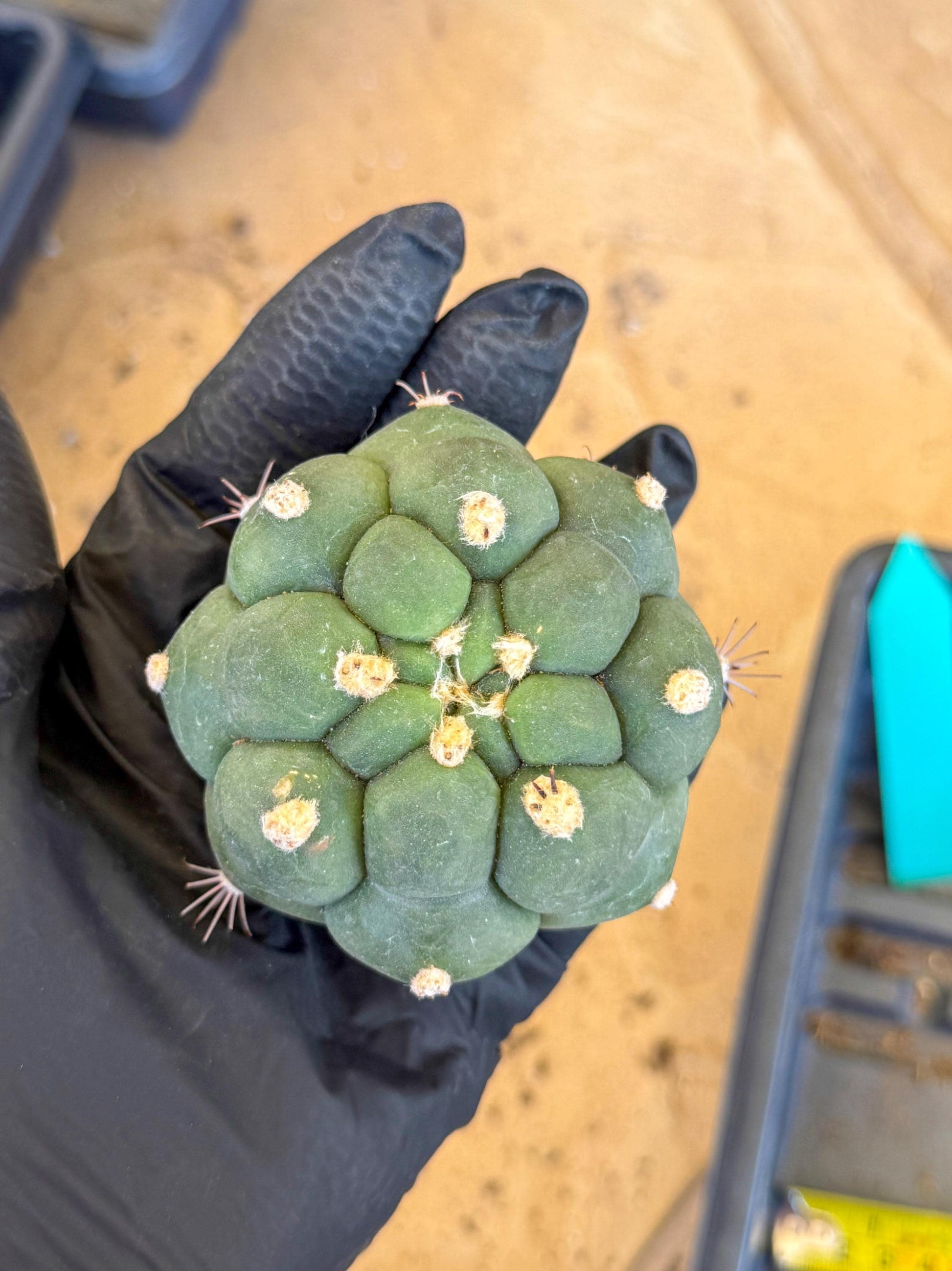 Gymnocalycium saglionis inermis (g) | Rare Import