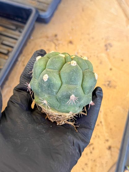 Gymnocalycium saglionis inermis (g) | Rare Import