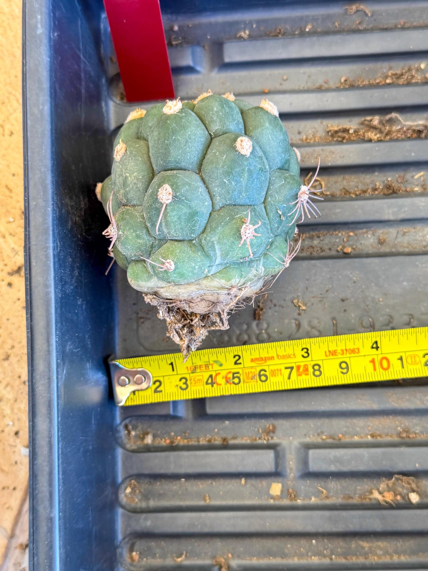 Gymnocalycium saglionis inermis (r) | Rare Import