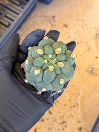Gymnocalycium saglionis inermis (r) | Rare Import