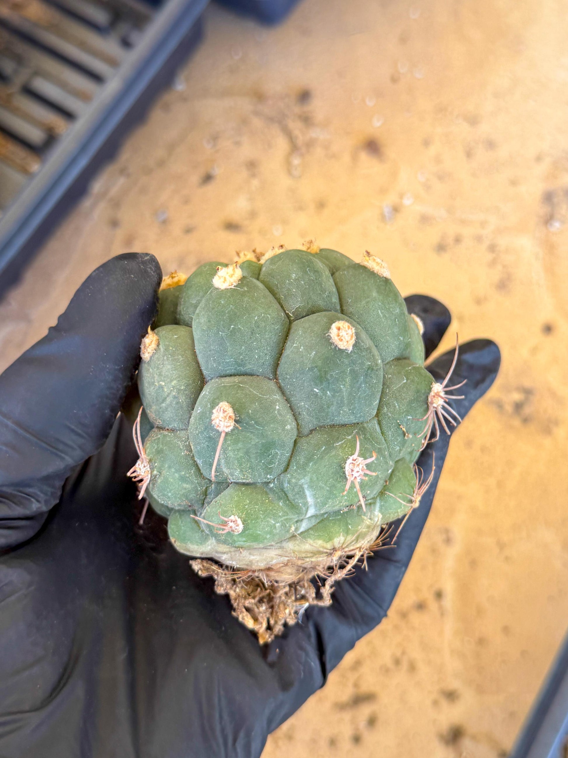 Gymnocalycium saglionis inermis (r) | Rare Import