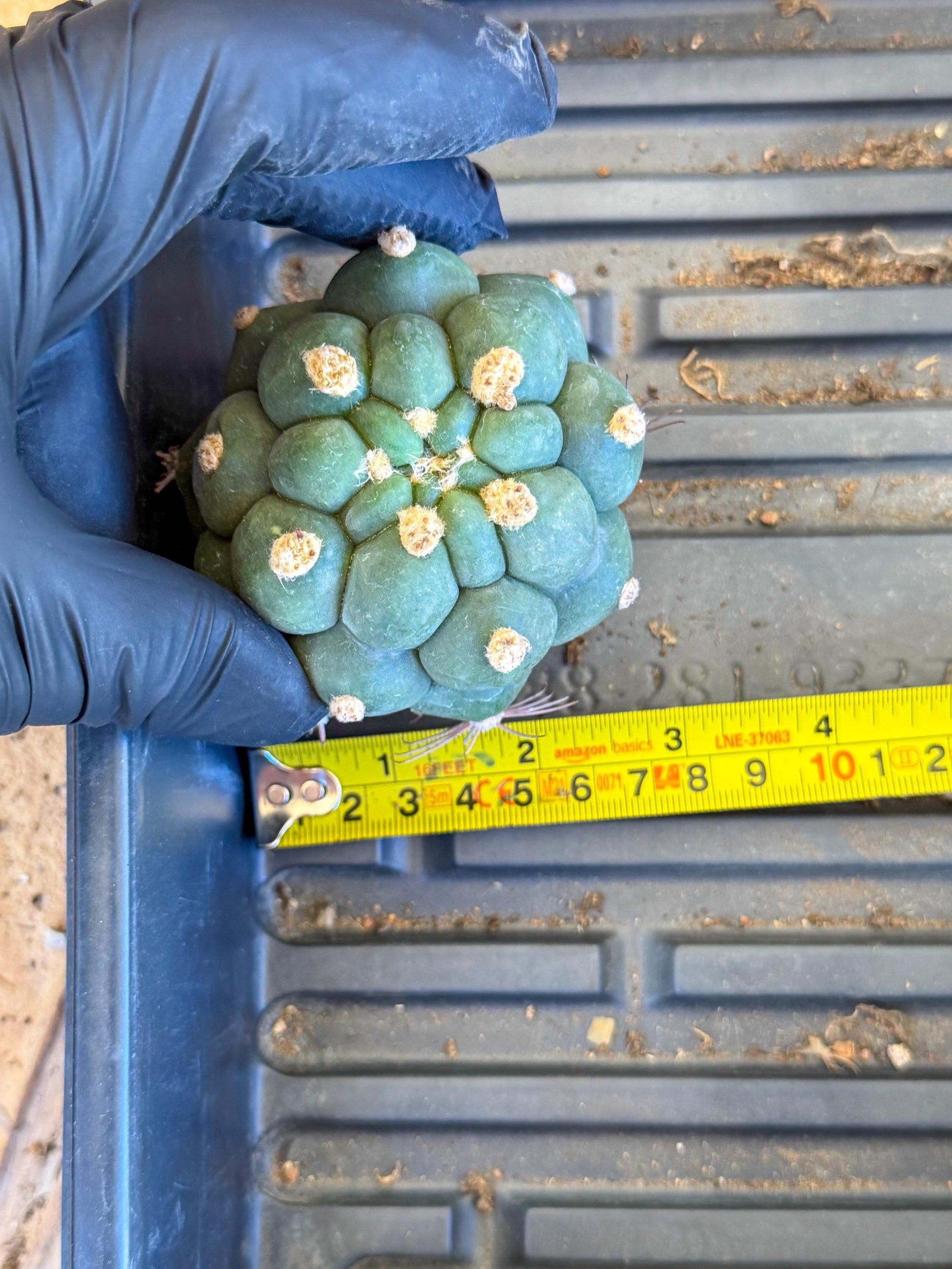 Gymnocalycium saglionis inermis (r) | Rare Import