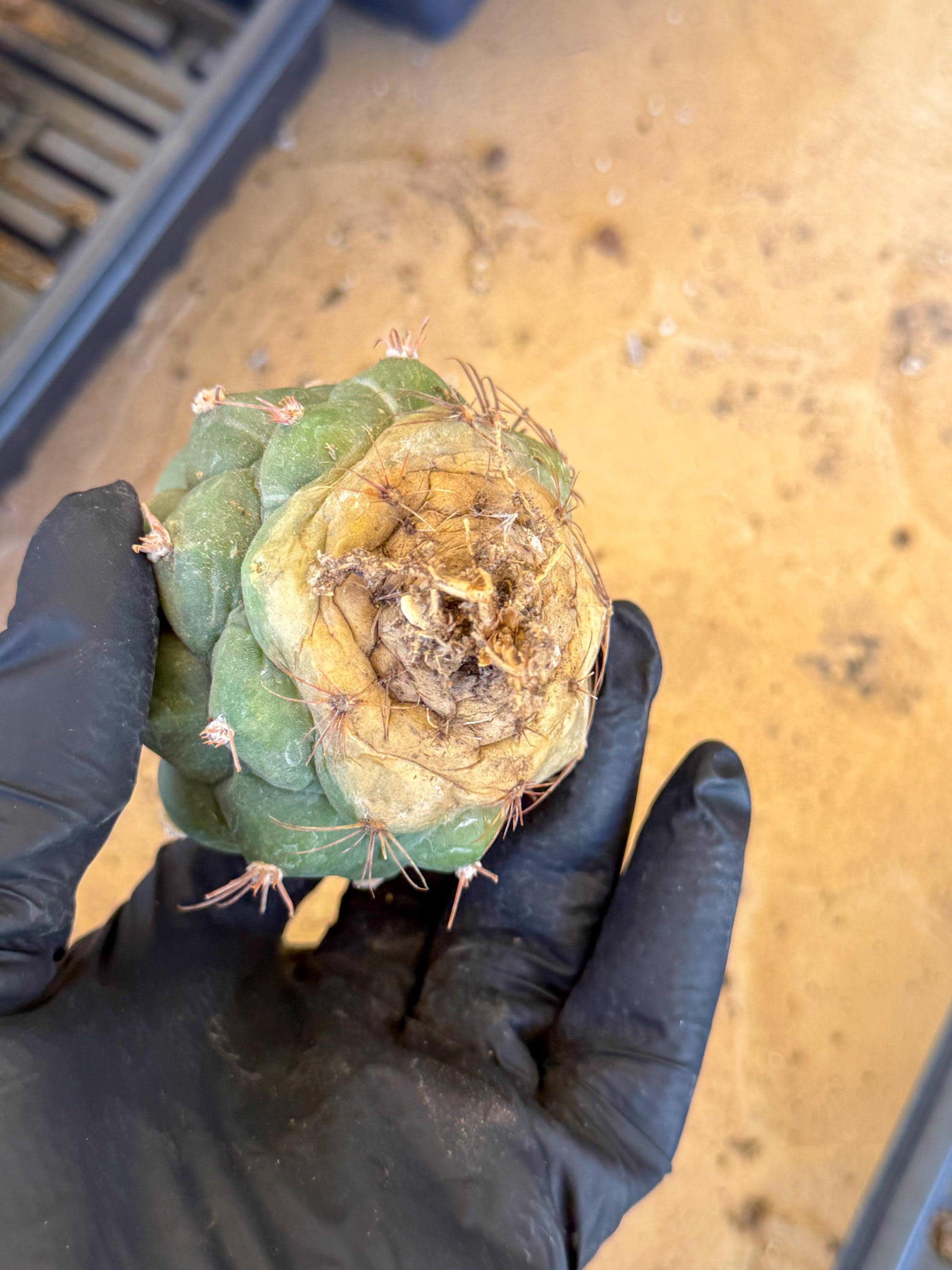 Gymnocalycium saglionis inermis (r) | Rare Import