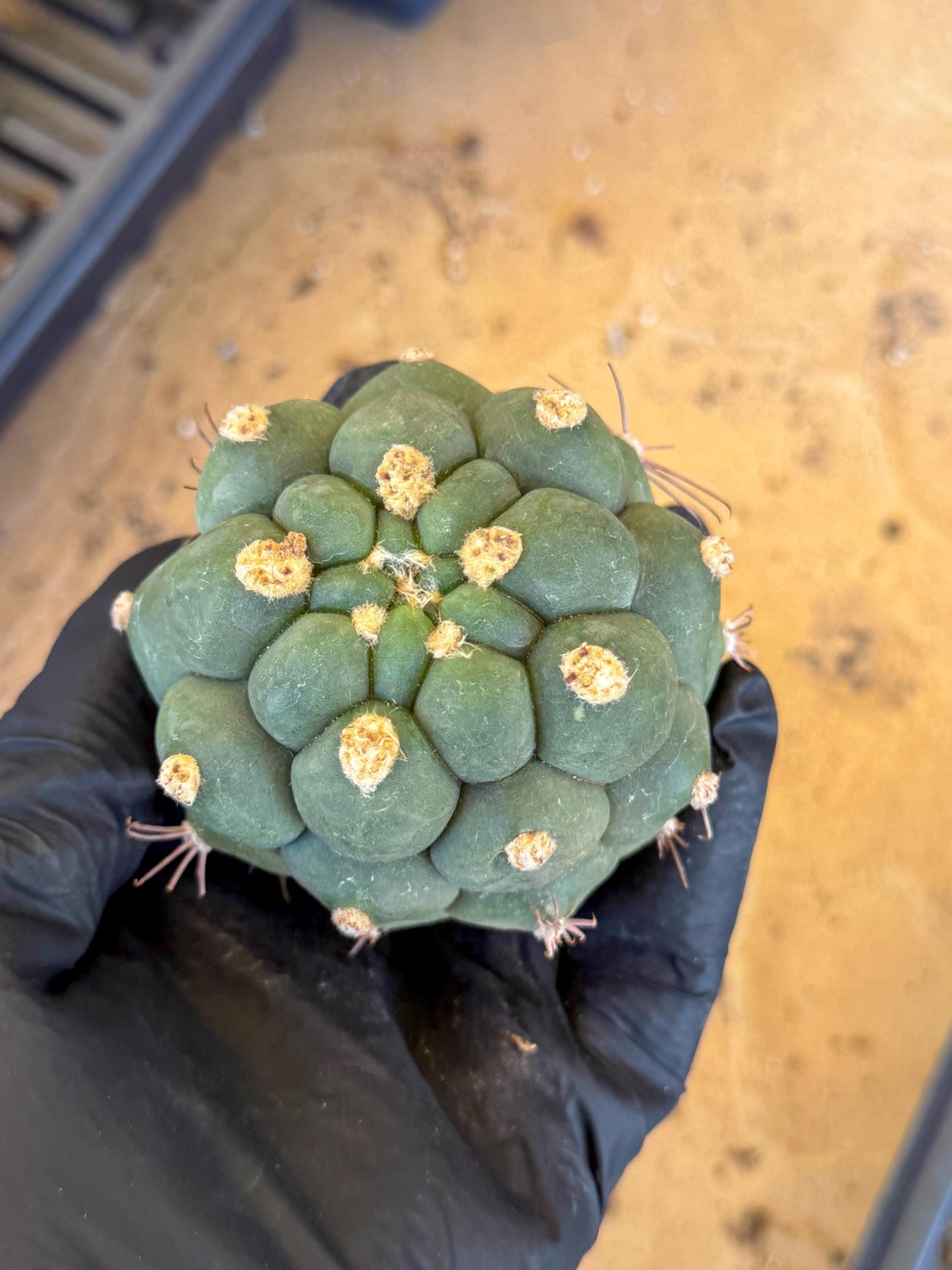 Gymnocalycium saglionis inermis (r) | Rare Import