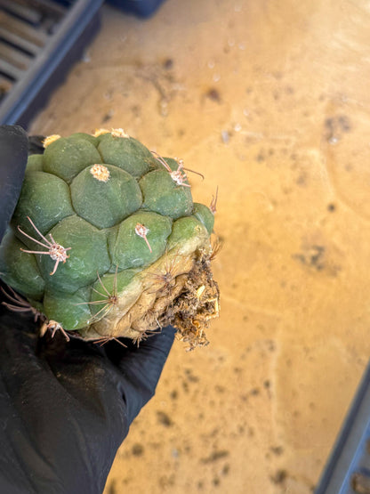 Gymnocalycium saglionis inermis (r) | Rare Import