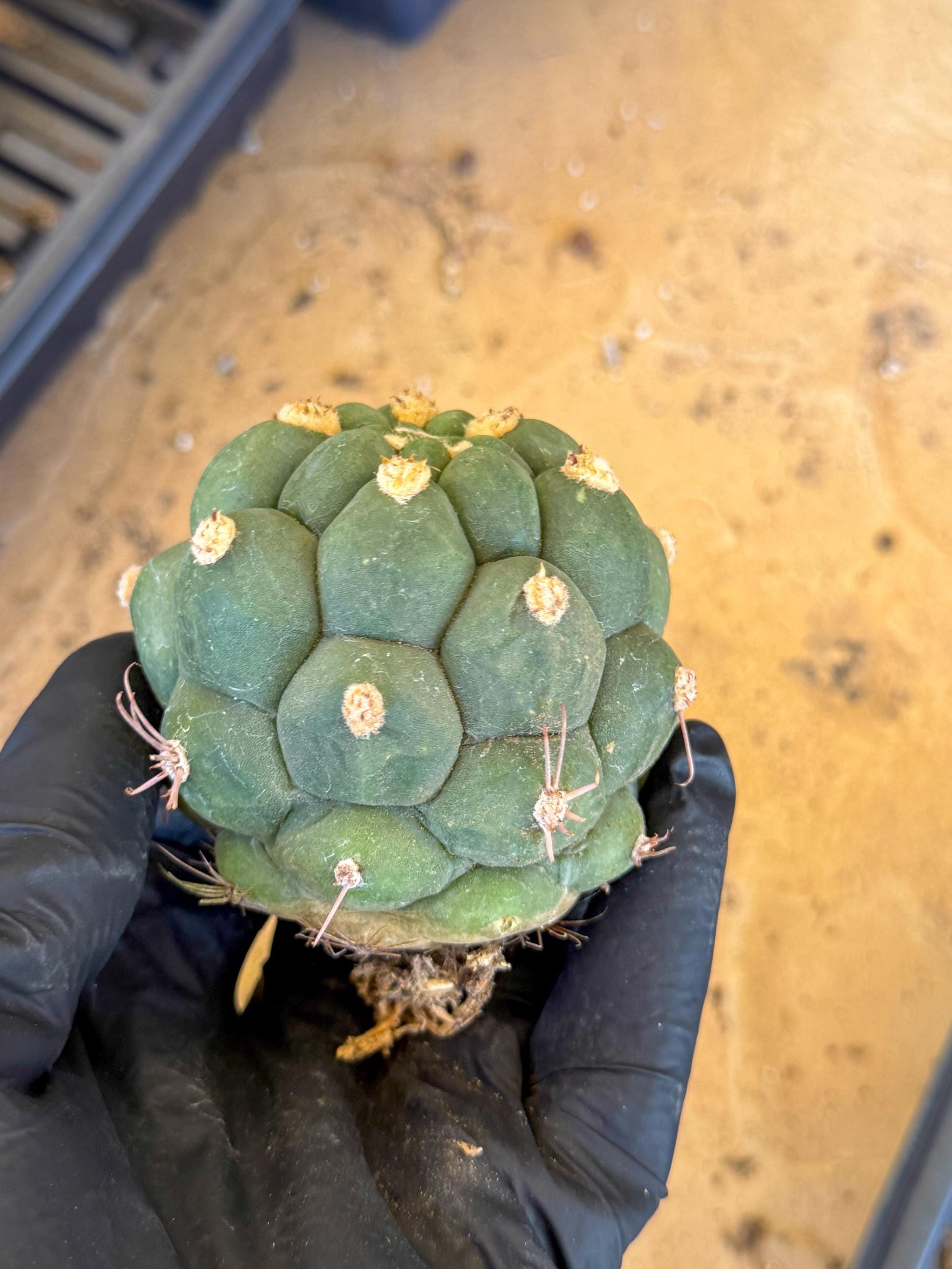 Gymnocalycium saglionis inermis (r) | Rare Import