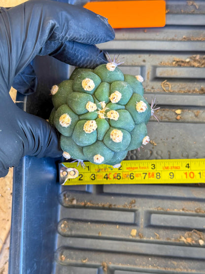 Gymnocalycium saglionis inermis (o) | Rare Import
