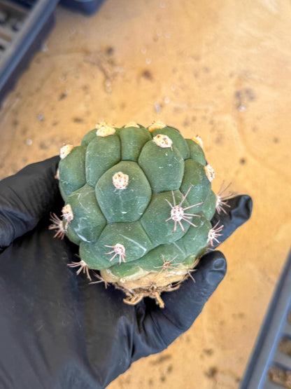 Gymnocalycium saglionis inermis (o) | Rare Import