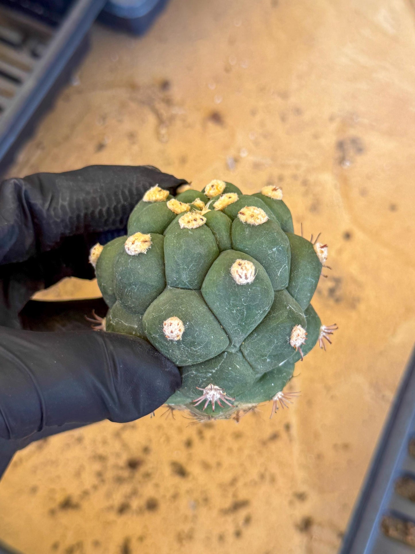 Gymnocalycium saglionis inermis (o) | Rare Import