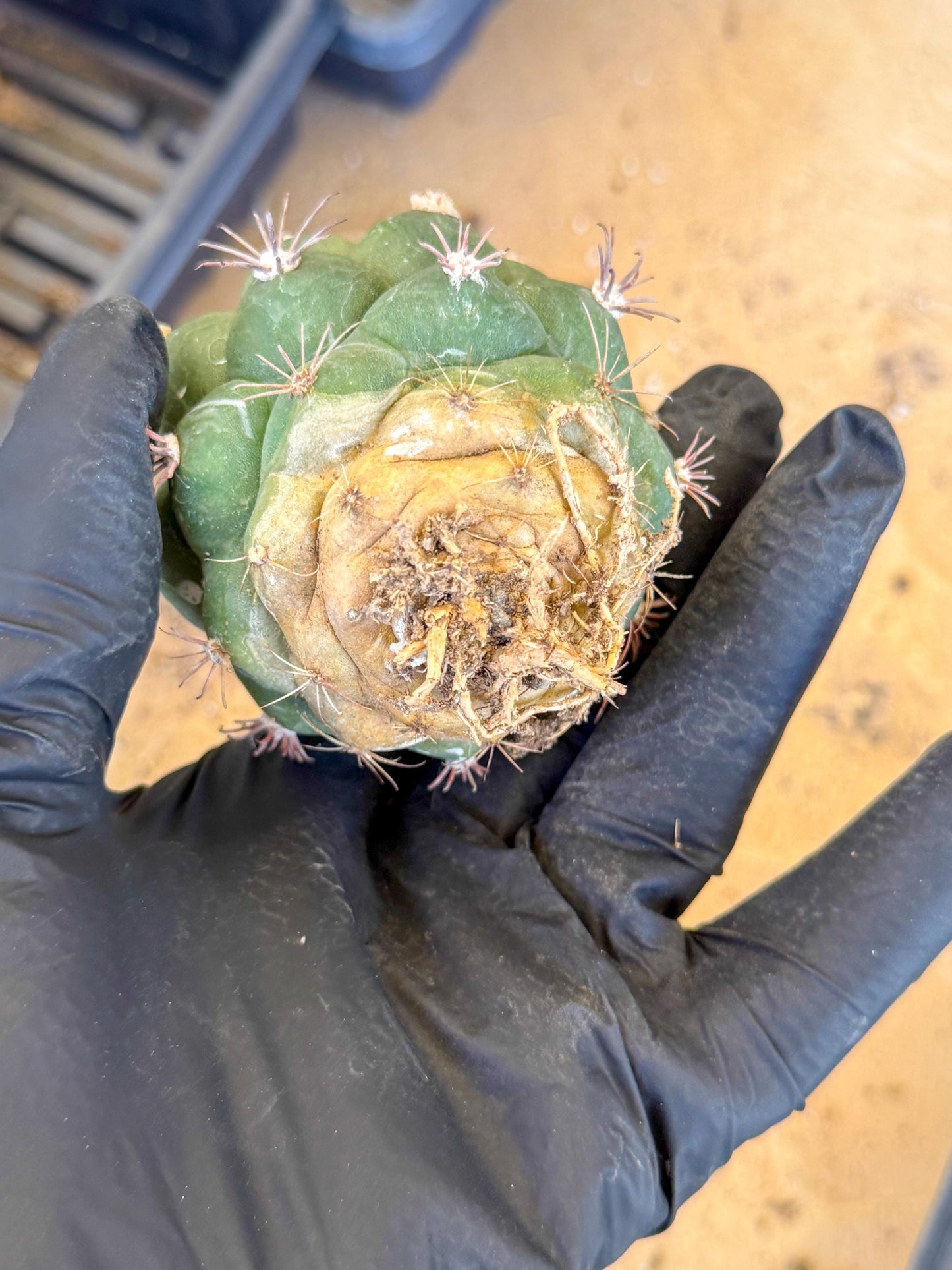 Gymnocalycium saglionis inermis (o) | Rare Import