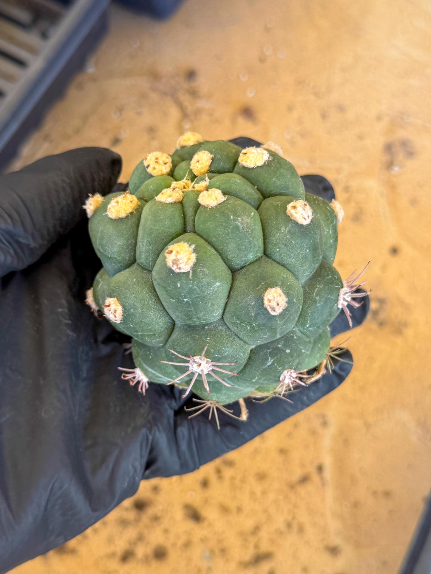 Gymnocalycium saglionis inermis (o) | Rare Import