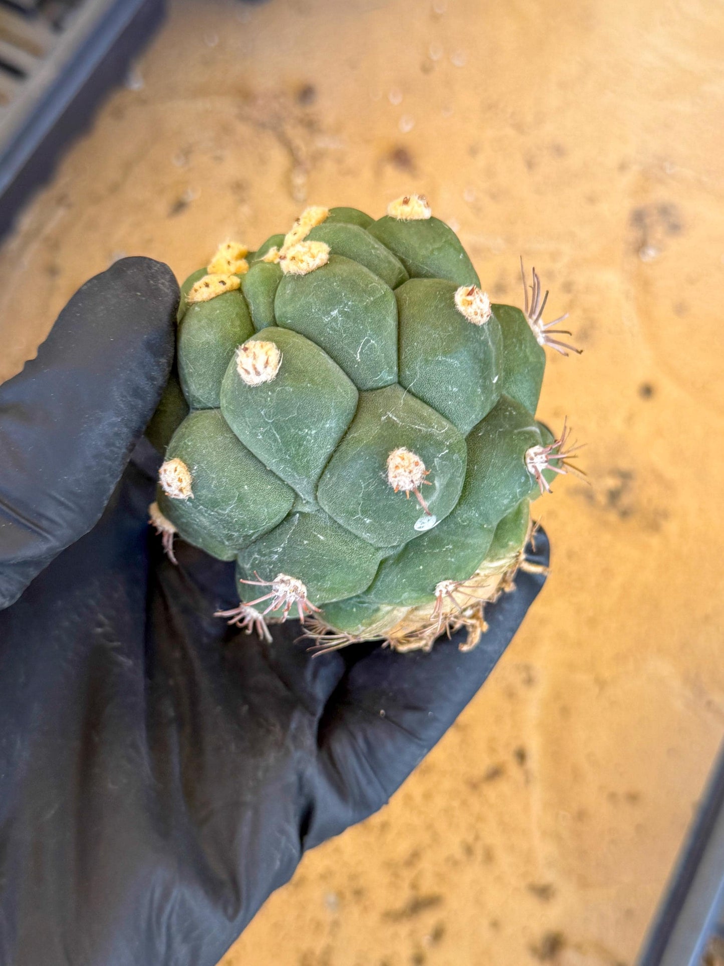 Gymnocalycium saglionis inermis (o) | Rare Import