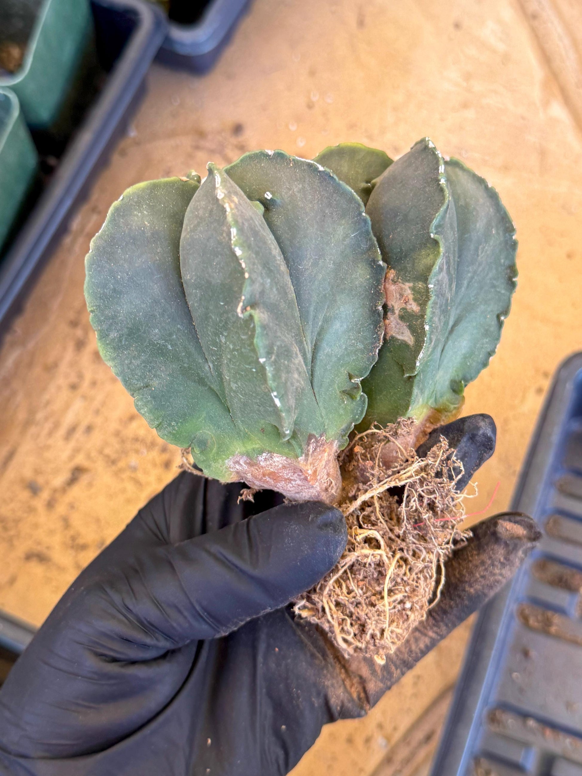 Myriostigma Cluster (p) | Rare Plants