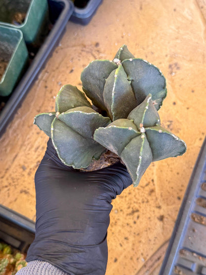 Myriostigma Cluster (p) | Rare Plants