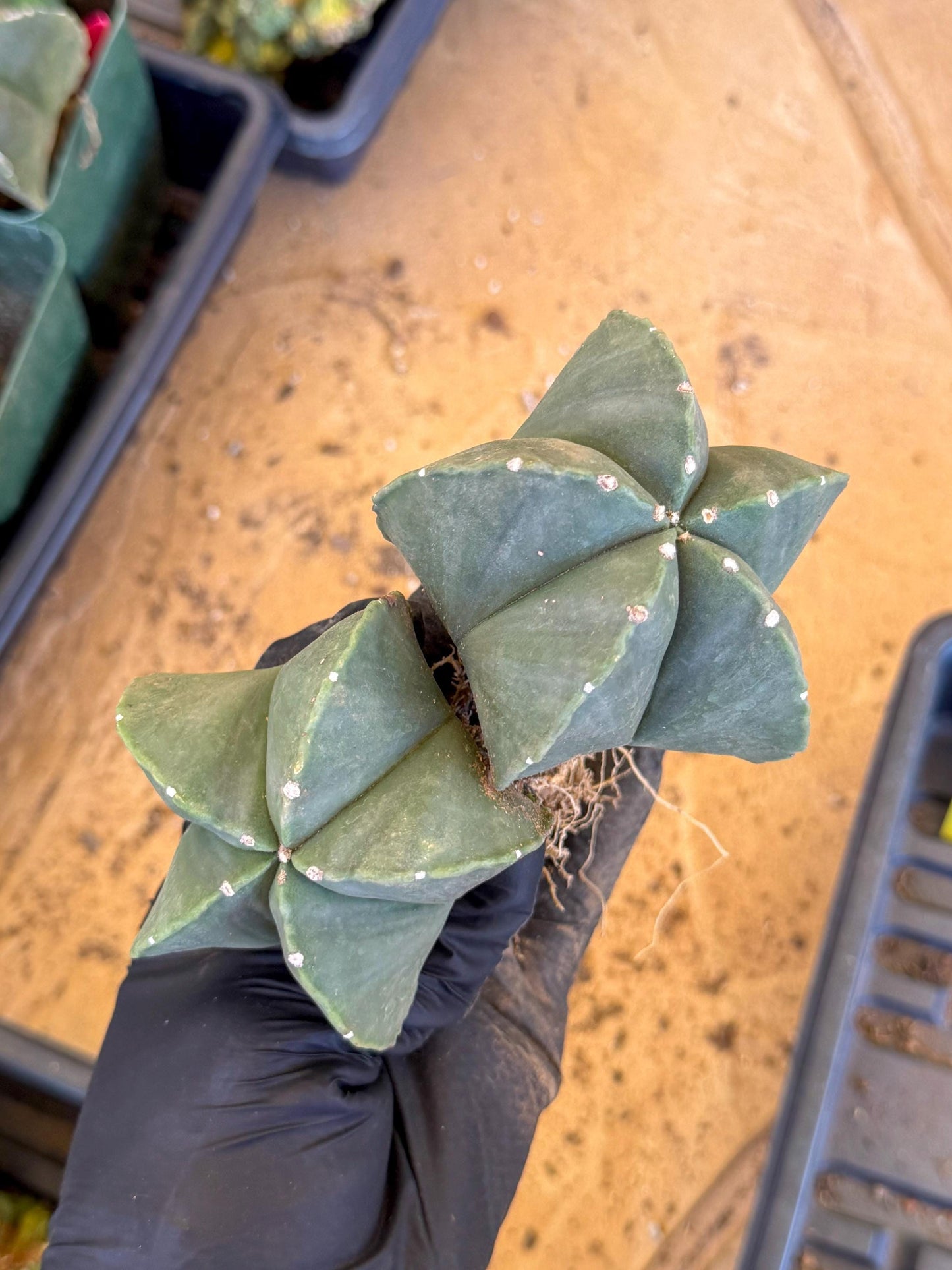 Myriostigma Cluster (y) | Rare Plants