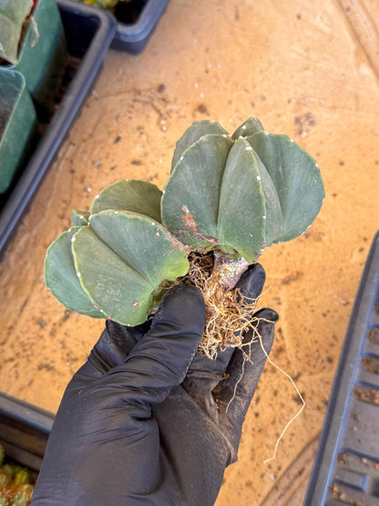 Myriostigma Cluster (y) | Rare Plants